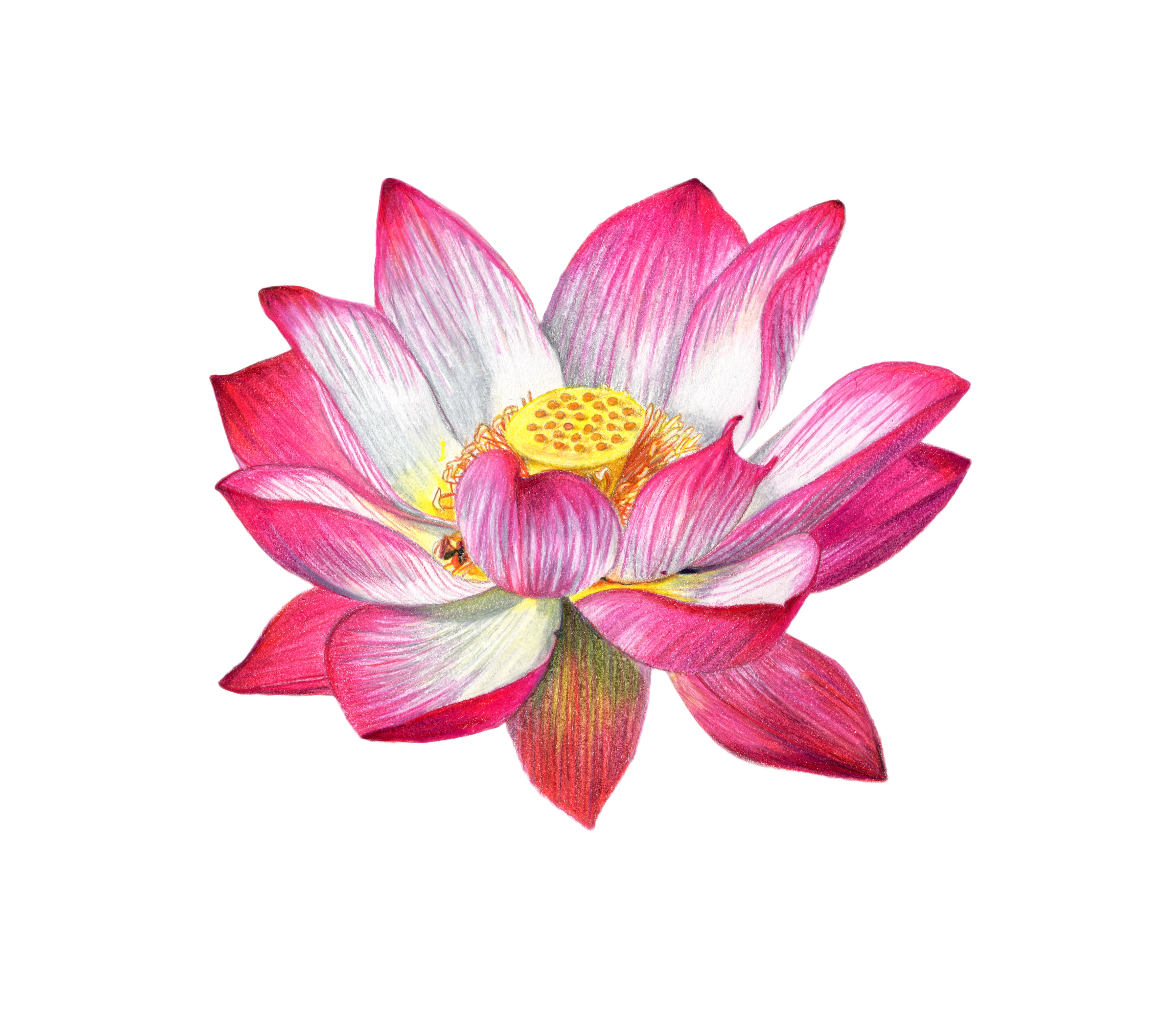 Lotus